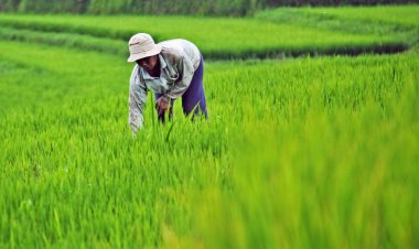 ‘Bandits Now Disguise As Farmers To Invade Farms’