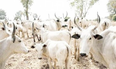 We Lost 9 Members, 450 Cows In Clash With OPC In Kwara – Cattle Dealers
