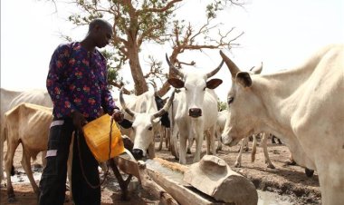 The danger of a single story about Fulani pastoralists