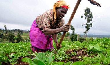 FG Hands Over 7,000 Rehabilitated Irrigation Hectares To Kano Farmers