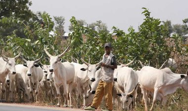 Cattle Ban Will Affect Us, Miyetti Allah Tells Soludo