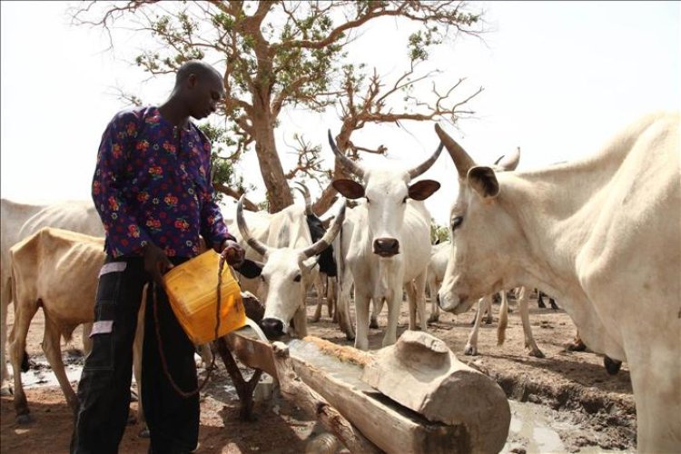 The danger of a single story about Fulani pastoralists