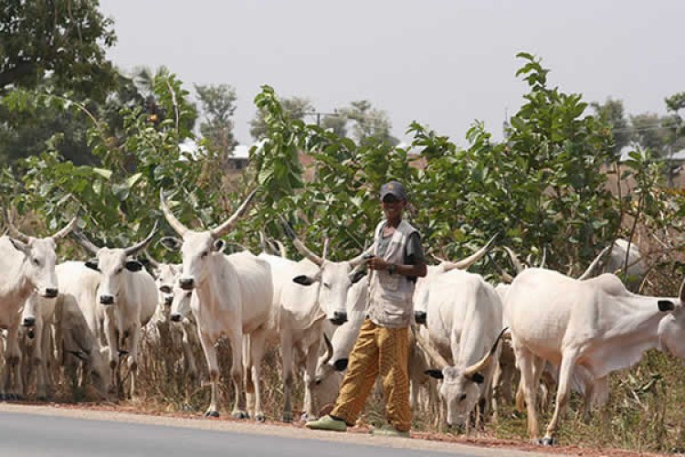 Cattle Ban Will Affect Us, Miyetti Allah Tells Soludo