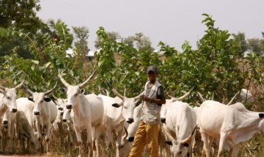 Miyetti-Allah raises alarm over alleged killing of pastoralists in Taraba, Plateau