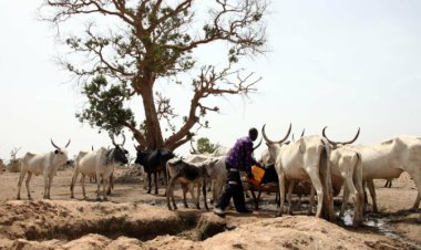 Fulani Group Urges FG To Create Ministry Of Animal Husbandry