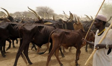 Nigeria: Govts, Other Ethnic Groups 'Working to Destroy Cattle Rearing' - Fulani Herders