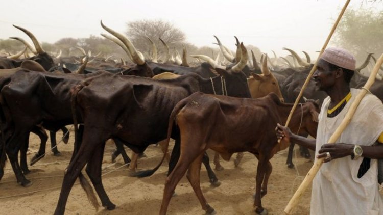 Nigeria: Govts, Other Ethnic Groups 'Working to Destroy Cattle Rearing' - Fulani Herders