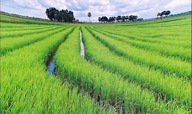 Rice processors, farmers grumble as smuggled foreign rice returns to Northern markets