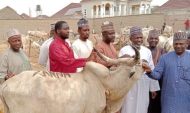 Eid-el-fitri: Reps member-elect donates 59 cows to constituents in Zamfara