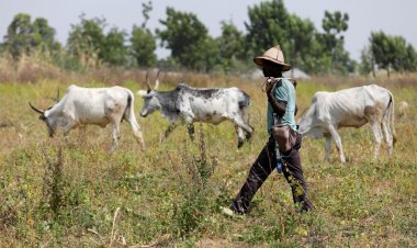 US urges Nigerian authorities to investigate air strike killing of herders