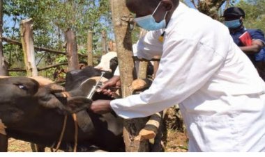 Nigeria records first anthrax case in Suleja, Niger State