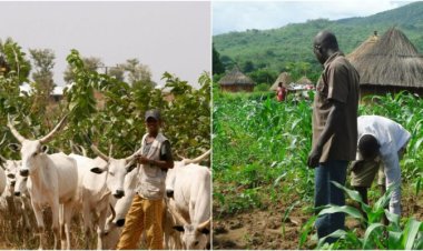 How To Minimise Farmers/Herders Crisis — FCT Council Chair
