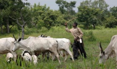 Anti-Open Grazing: Criminalizing activities of herders wicked, repressive—Miyetti Allah