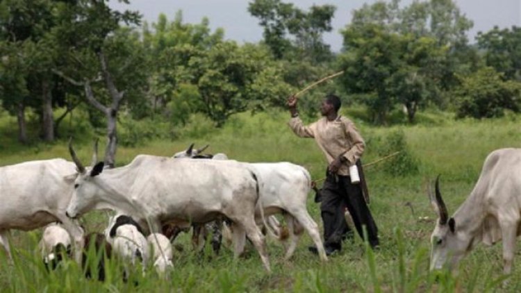 Anti-Open Grazing: Criminalizing activities of herders wicked, repressive—Miyetti Allah