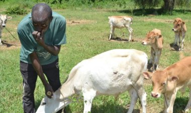 Wild Hippo Attacks on Cattle in Janjanbureh Raise Concerns for Local Livelihoods