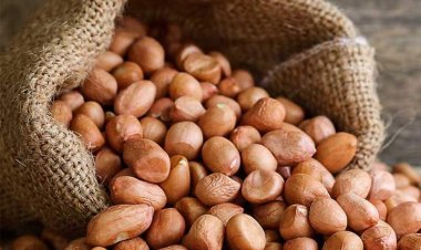 Gambia Government Launches 2024 Groundnut Trade