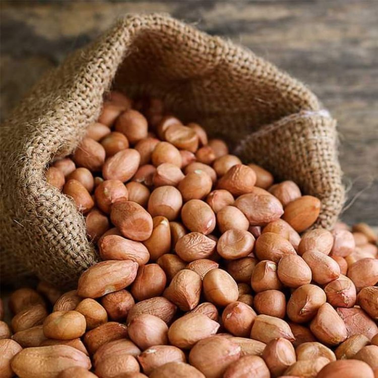 Gambia Government Launches 2024 Groundnut Trade