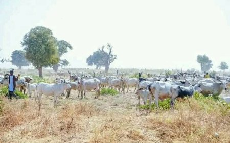 A herder has disappeared, and 60 cattle were allegedly stolen in the Murish community of Mangu Local Government Area, Plateau State