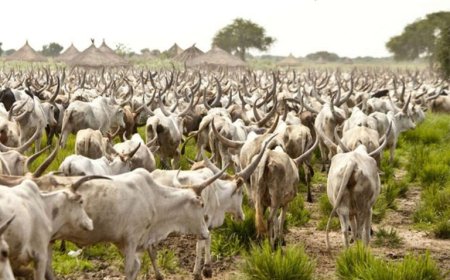 Zamfara govt returns 3,000 rustled animals to rightful owners