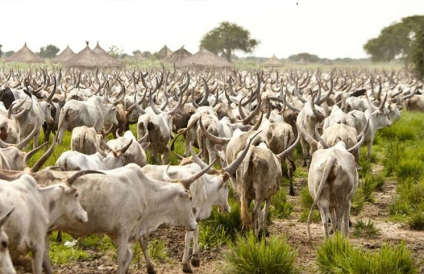 Zamfara govt returns 3,000 rustled animals to rightful owners