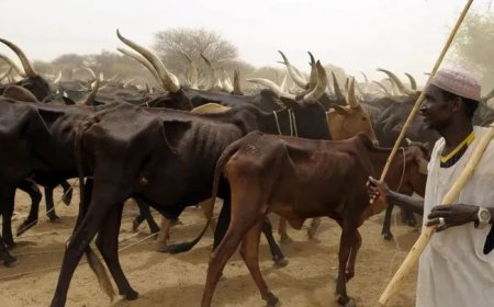 Fresh attack on Plateau herders leaves 2 dead, 6 injured — MACBAN