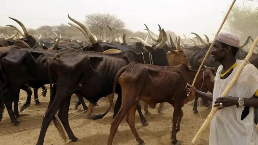 Fresh attack on Plateau herders leaves 2 dead, 6 injured — MACBAN